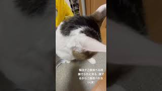 甘えんぼ猫猫 猫動画 猫のいる暮らし 猫好き 猫との暮らし ねこ ねこのいる生活 ねこ動画 ねこ部 ねこのいる暮らし ねこ好き 保護猫 catshorts cat [upl. by Hatcher]