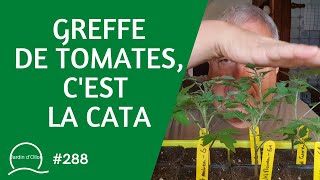 288Greffe de tomates cest la cata [upl. by Lenes]