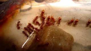 The Story of My Ant Colony Myrmica rubra [upl. by Emery]