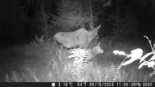 Adirondacks NY Great Sacandaga Lake Area  Baby Moose [upl. by Olumor]