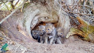 Wolf den with 5 pups under ancient cedar tree [upl. by Goodkin]