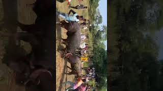 khoni bhiwandi reda fight 🦬 viru on fire 🔥bhiwandi khoni [upl. by Engedi]