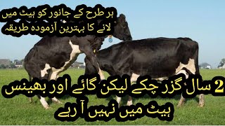 Heat problem in animals II Cow aur buffalo heat me nae aati II Anestrus in animals II Heat problem [upl. by Yorztif]