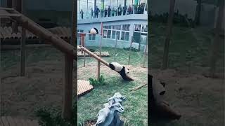 Funny Panda Moments Adorable Fails Compilation 🐼🤣 [upl. by Noroj]