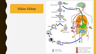 Entamoeba histolytica  Materi Parasitologi [upl. by Aivirt]