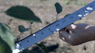 Managing High Density Apple Orchards  Planting New Orchards Year 1 [upl. by Anstice]