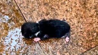 A newborn kitten abandoned on the cold ground struggles to crawl and cry out but is ignored💔 [upl. by Nocaed]