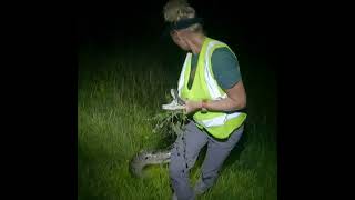 Catching Invasive Pythons [upl. by Gard]