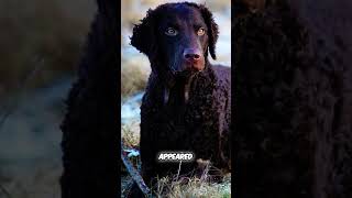 Meet the First Retrieving Breed  Curly Coated Retriever [upl. by Okramed]