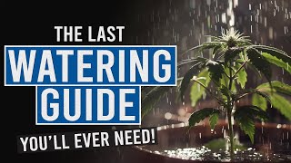 Thirsty Plants Learn the Secrets to Perfect Cannabis Watering [upl. by Haroun285]