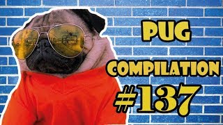 Pug Compilation 137  Funny Dogs but only Pug Videos  Instapug [upl. by Aneloaup]