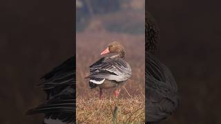 Greylag Goose birdphotography wildlife [upl. by Enilesor236]