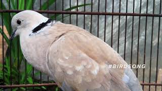 Ring necked Dove Call  Bird Sounds [upl. by Jerrilee]