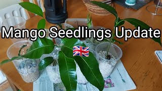 Mango Seedlings Update 🌱 🥭 🇬🇧 [upl. by Pallaton]