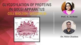 Cell Biology Session 25 Glycosylation of Proteins in Golgi Apparatus [upl. by Eecram]