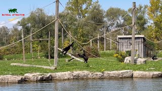 The White Handed Gibbon’s  The lar gibbon’s 4K [upl. by Magdala746]