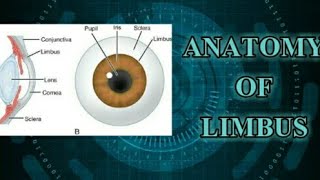 Anatomy of limbus Briefly explained [upl. by Notlaw]