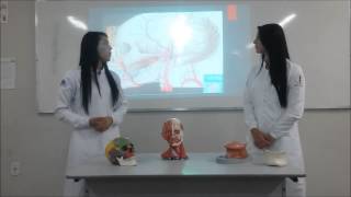 Monitoria De Anatomia BucoFacial [upl. by Nalloh]