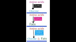 What are Glucogenic amp Ketogenic amino acids  biology biochemistry shortsfeed aminoacid protein [upl. by Joshia]