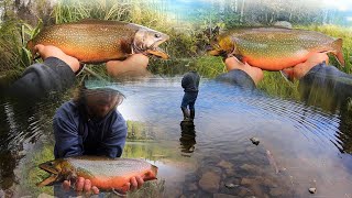 HOW DO BROOK TROUT GET THIS BIG Catch Cook Camp [upl. by Ynagoham112]