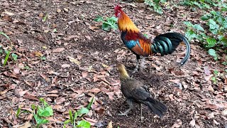 Gallo salvaje rojo macho y hembra en el Parque Fort Canning de Singapur [upl. by Naimed]