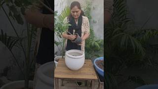 Repotting China doll plantradermachera sinicahouseplant beautiful plants [upl. by Etnaled]