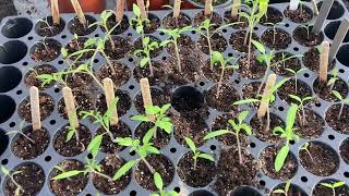 Rempotage des tomates 🍅 [upl. by Airotnes]