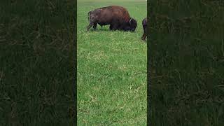 🌄🐂Bisontes en safari de Monterrey bioparqueestrella safari animales mty zoo [upl. by Llednik33]