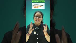 Phylum Chordata neet biology animalclassification cbse animalkingdomclass11zoology [upl. by Barbabra]