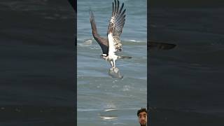 Falcon attack on fish 🐠 birds falcon [upl. by Theodore]