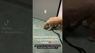 Everyone pray for Booker Brawadis dog admitted to the hospital last night 💔 brawadis fazerug fyp [upl. by Jackie]