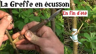 Comment Greffer en été écusson et chipbudding [upl. by Berthoud]