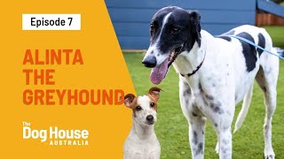 The Dog House Australia  Season 1 Episode 07 Alinta The Greyhound Needs A Family To Love Her [upl. by Marjorie282]