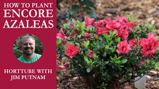 How to Plant Encore® Azaleas [upl. by Ankeny]