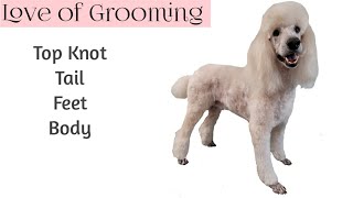 Standard Poodle Grooming including the Top Knot and Tail [upl. by Ramah302]