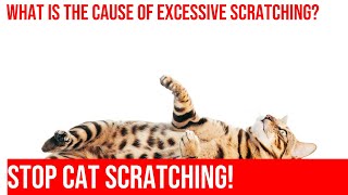 Excessive Cat Scratching Causes amp Solutions PART 2 [upl. by Tori]