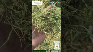 AlfalfaLucern Grass Seeds Thanneru Suresh  Srinivasa Agro Seeds seeds alfalfa grassseeds s [upl. by Mervin]