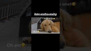 dog goldenretreivers doglover goldenretrieverfun funnydog viralvideo [upl. by Briscoe]