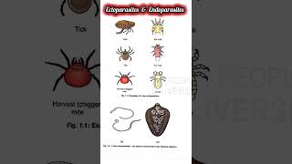 Ectoparasites And Endoparasites 💯✔️MZOE001📚 PARASITOLOGY 👍💯✔️ science ignou msczoology bio [upl. by Felicia]