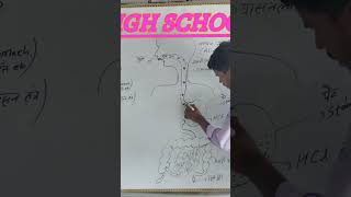 alimentary canal system short viralshorts scienceeducation biology [upl. by Nemzaj]