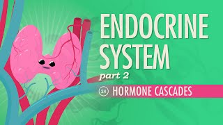 Endocrine System Part 2  Hormone Cascades Crash Course Anatomy amp Physiology 24 [upl. by Neufer]