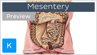 Mesentery organ and functions preview  Human Anatomy  Kenhub [upl. by Oicanata544]