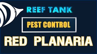 FLATWORMS  Reef Tank Pest Control 2 Get Rid of Red Planaria [upl. by Burrton]