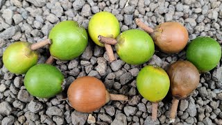 Pouteria arguacoensium  tasting a rare Lucuma  Eggfruit species [upl. by Tavish]