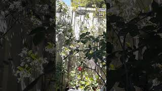 Star jasmines in tiny court yard front window view viralvideo flowergarden [upl. by Dust10]