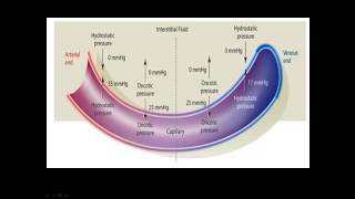 Fluids and Electrolytes [upl. by Enrev]