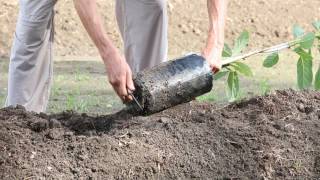 How to plant an avocado tree [upl. by Eanal352]