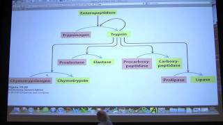 15 Biochemistry Enzyme Regulation II Lecture for Kevin Aherns BB 450550 [upl. by Agnola808]