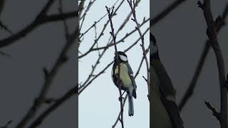 Great Tit Songs and Calls  Bird Sounds [upl. by Hurst]