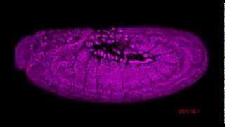 Drosophila embryogenesis [upl. by Sharpe]